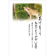 2019年 お年玉付き年賀はがき 7 5枚パック 2019-No.07