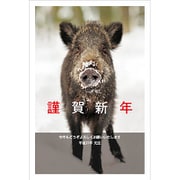 2019年 お年玉付き年賀はがき 16 5枚パック 2019-No.16