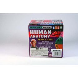 Human Anatomy Model - Evolete | Worldwide Distributor of Fun