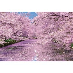 ヨドバシ.com - ビバリー BEVERLY 51-251 弘前公園の桜