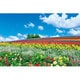 10-1344 富良野を彩る花の丘(北海道) [ジグソーパズル 1000ピース（完成サイズ：50×75cm）]