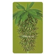 スマートバッテリー 4000mAh FLORAL GrowRipe SC-FR02