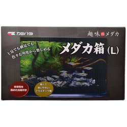 趣味のメダカ メダカ箱（L） [水槽]