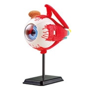 人体模型シリーズ 目玉 14cm