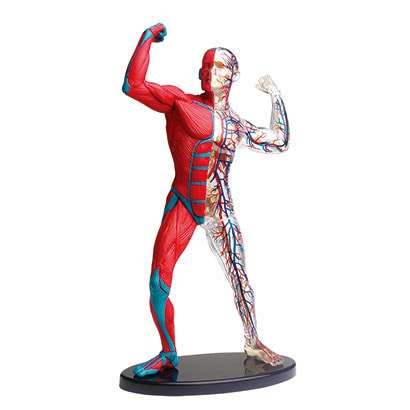 童友社 DOYUSHA人体模型シリーズ ポーズをとる人体 筋肉と血管 19cm