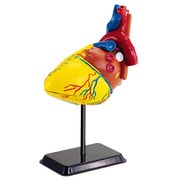人体模型シリーズ 心臓 14cm