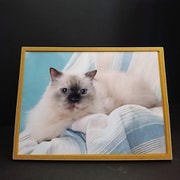 写真用パネル フォトプレート マグ 2L イエロー