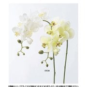 A-31257 053A コチョウラン(S)X6 ツボミX5