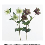 A-32548 055G クリスマスローズX3