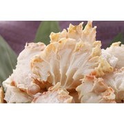 生ズワイ蟹抱き身 1kg