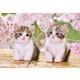 25-183 おすわりこねこにゃん [ジグソーパズル めざせ！パズルの達人 300ピース （完成サイズ：26×38cm）]