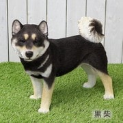 黒柴 おとな QY-22BK