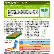 ハーブ ラベンダー