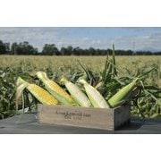 北海道産とうもろこし あまいんです(黄色)6本 ピュアホワイト(白)6本