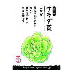 国産サラダ菜（エルーゴ）約300粒