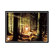 マジック：ザ・ギャザリング プレイヤーズカードスリーブ オンスロート 森 MTGS-109 [トレーディングカード用品]