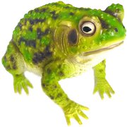 メガトノサマガエル