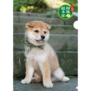 豆助クリアファイルタテ