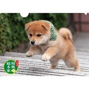豆助クリアファイルヨコ