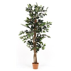 ヨドバシ.com - 不二貿易 FUJI BOEKI 52661 [観葉植物 フィカス 690 A