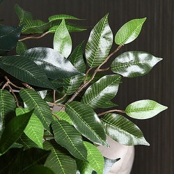 ヨドバシ.com - 不二貿易 FUJI BOEKI 52661 [観葉植物 フィカス 690 A