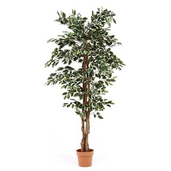 フィカス 観葉植物 観葉植物 フィカス バーガンディ 8号 ノーマル ベータ キューブ