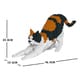 ST19CA13-M01 [猫シリーズ ねこ]