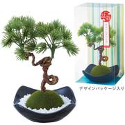 苔玉フレグランス 松