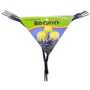菊のインバイト 黒9号鉢用 5P