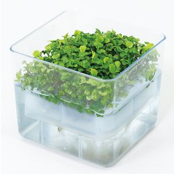 ヨドバシ Com アーテック 水耕栽培ユニット ベビーリーフミックス 理科教材 備品 通販 全品無料配達 ヨドバシ Com アーテック 水耕栽培ユニット ベビーリーフミックス 理科教材 備品 通販 全品無料配達