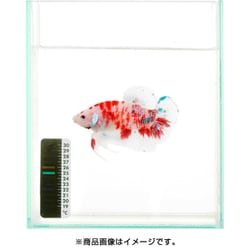 ヨドバシ Com スイサク 貼るテンプ 観賞魚用水温計 通販 全品無料配達