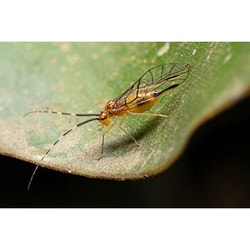 ヨドバシ.com - ラオワ LAOWA LAO0054 [LAOWA 65mm F2.8 2x ヨドバシ.com - ラオワ LAOWA LAO0054 [LAOWA 65mm F2.8 2x