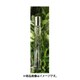 モリンガインボタニカルロールオンパフュームオイル ミスティックフォレスト