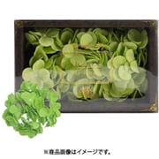 アジサイフレグランス 3輪入り 750793