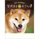 NK8035 [2021年カレンダー 柴犬まるとおさんぽ]