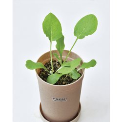 ヨドバシ Com 聖新陶芸 Gd 103 根菜栽培セット ごぼう 通販 全品無料配達