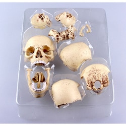 ヨドバシ Com アオシマ Aoshima 4d Vision 人体解剖23 頭蓋骨解剖モデル 立体パズル 通販 全品無料配達