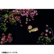 鬼滅の刃 リング 甘露寺蜜璃 [キャラクターグッズ]
