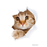 キャラクタースリーブ・ミニ 猫 「呼んだ？」 [トレーディングカード用品]