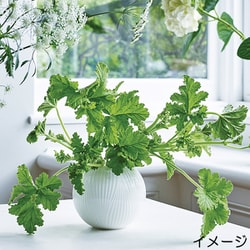 ヨドバシ.com - ウェッジウッド 40032153 [ホワイトフォリア
