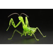 自由研究シリーズ No.23 EX-2 いきもの編 オオカマキリ 特別仕様 クリアーグリーン [組立式プラスチックモデル]