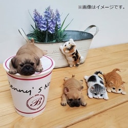 ヨドバシ.com - ベニーズ Benny's さんぷんまつニャン ミケ QY