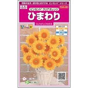 ひまわり ビンセント クリアオレンジ 約15粒 1袋
