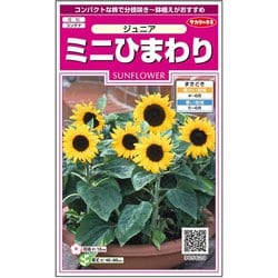 ヨドバシ Com サカタのタネ ミニひまわり ジュニア 約15粒 1袋 通販 全品無料配達