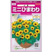 ミニひまわり 小夏 約20粒 1袋