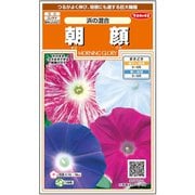 朝顔 浜の混合 約8粒 1袋