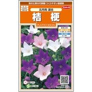 桔梗 五月雨混合 約170粒 1袋