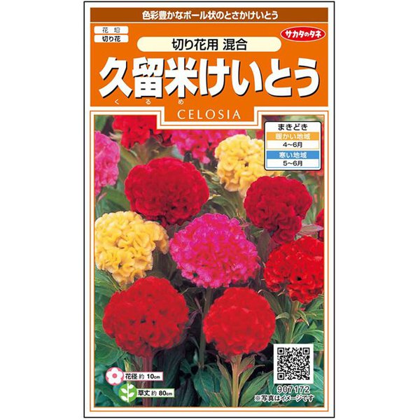 久留米けいとう 切り花用混合 約140粒 1袋