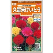 久留米けいとう 切り花用混合 1袋