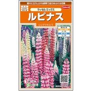 ルピナス ラッセルミックス 約20粒 1袋